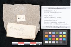 Foto (Objekt + Etikett) von Puccinites zosterae Ettingshausen (NHMW-GEO-2024-0188-6619)